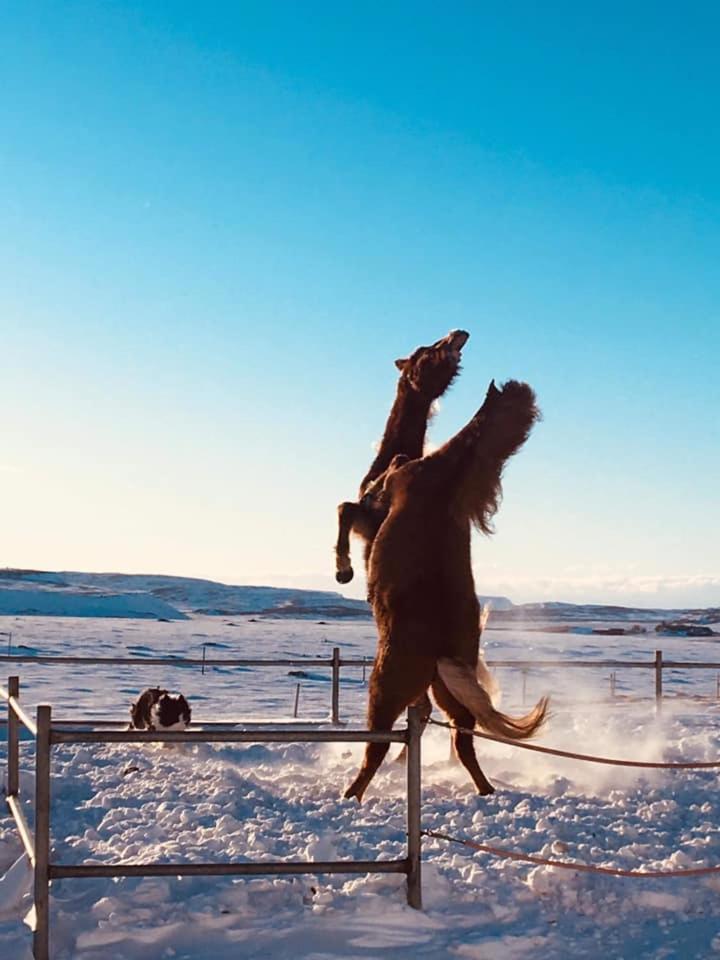 Skalinn Between Gullfoss And Geysir - Myrkholt Farm Haukadalur Luaran gambar